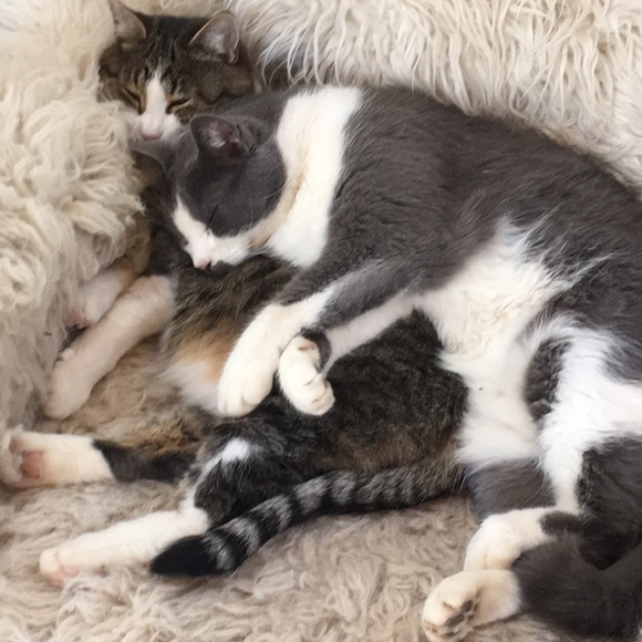 Napping and Shopping🐈💛 - Picture 8 of 8